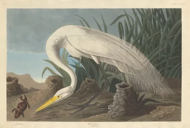 Czapla Biała, 1837.