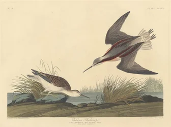 Falarope Wilsona, 1835.
