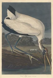 Drewno Ibisa, 1834.