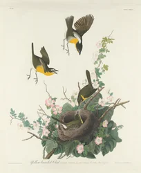 Czat z żółtymi piersiami, 1832.