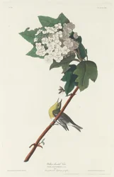 Vireo żółtogardły, 1831.