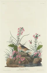 Wróbel żółtoskrzydły, 1832.