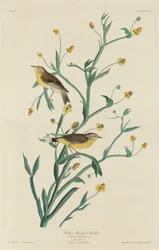 Żółta gajówka czerwonogłowa, 1832.