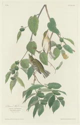 Jesienna pokrzewka