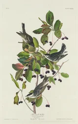 Pokrzewka czarnobasenowa