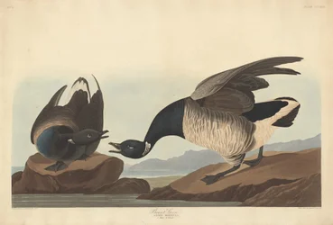 Gęś Brant