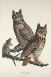 Wielka Sowa