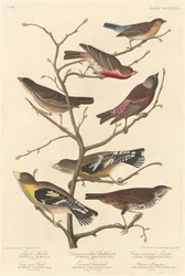 Lazuli Finch