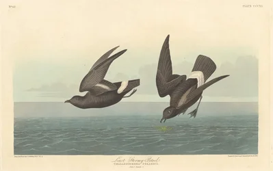 Najmniej burzliwy Petrel