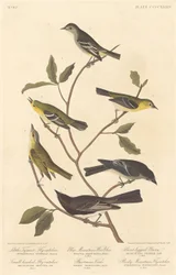 Muchołówka mała tyran, muchołówka drobnogłowa, pokrzewka górska, Vireo Bartrama, Pewee krótkonogi i muchołówka z Gór Skalistych