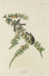 Dziwonia sosnowa