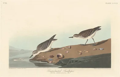 Sandpiper półpalczasty