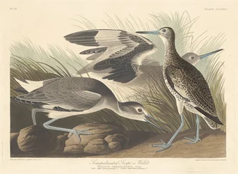 Półpalczasty bekas lub Willet