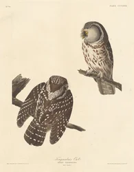 Sowa włochatka