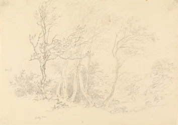 Studium Holly Tree