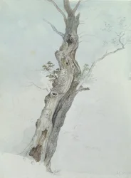 Badanie drzewa, ok. 1800-05 (wc nad grafitem na papierze)