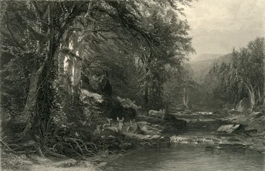 „Las Adirondack”, 1874.