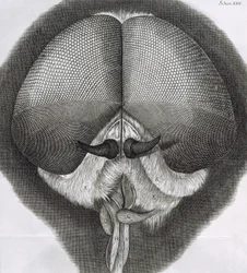 Szary dron-mucha, obserwacja XXXIX z Hookes Micrographia, 1664