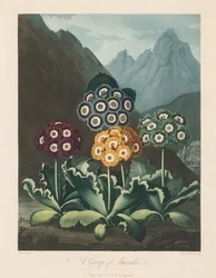 Świątynia Flory, czyli Ogród Natury: Grupa Auriculas