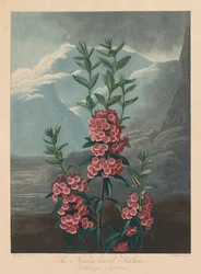 Świątynia Flory, czyli Ogród Natury: Wąskolistna Kalmia, Górski Wawrzyn, 1804.