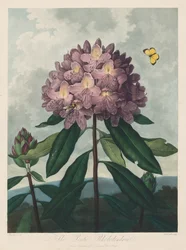 Świątynia Flory, czyli Ogród Natury: Rododendron Pontyjski, 1799-1807.