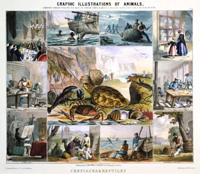 Skorupiaki i gady, ok. 1850