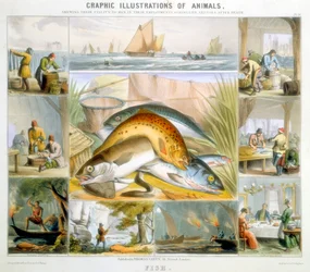 Ryba, ok. 1850