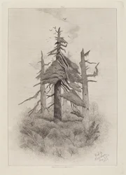Stare drzewa na wyspie Naushon [tablica 2]