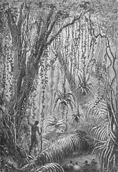 Las brazylijski, ok. 1885 1890 r