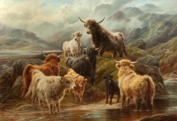 Bydło szkockie, 1894