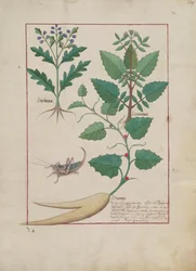 Pani ks. Fv VI #1 fol.139r Ilustracja z Księgi prostych leków autorstwa Mattheausa Plateariusa (d.c.1161) c.1470