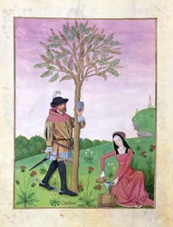 Pani ks. Fv VI #1 fol.162v Rysowanie soku z drzewa, ilustracja z „Księgi prostych leków” autorstwa Mattheausa Plateariusa (d.c.1161) c.1470 (welum)
