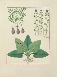 Pani ks. Fv VI #1 fol. Ilustracja z Księgi prostych leków autorstwa Mattheausa Plateariusa (zm. 1161) ok. 1470 r.