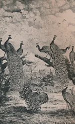 Pawie, 1869, 1946