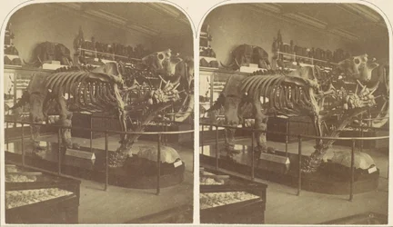 Megatherium, Muzeum Brytyjskie, lata 50. XIX wieku.
