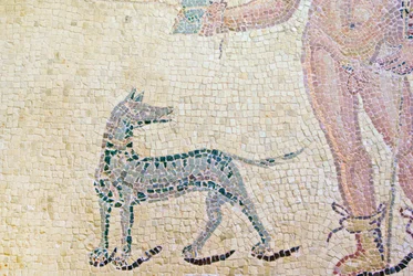 Hipolit i Fedra, fragment psa Hipolita, Dom Dionizosa, Pafos, mozaika Cypr