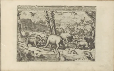Dieren aziatische en Afrikaanse Aziatische en Afrikaanse dieren / Zwierzęta Azji i Afryki (tytuł na obiekcie) Indie Wschodnie i Zachodnie oraz inne miejsca (tytuł serii)