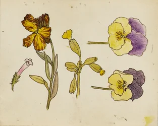 Studium kwiatów - bratek, wallflower