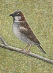 Wróbel, 2008 (olej na drewnie)