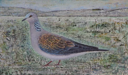 Żółw Dove