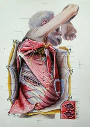 Sekcja prawej bocznej powierzchni klatki piersiowej z księgi anatomii (kolorowy grawerunek)