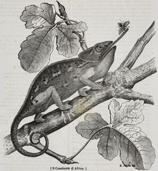 Afrykański kameleon, litografia Salvatore Puglia z Poliorama Pittoresco, nr 30, 4 marca