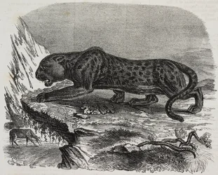 Czarna Pantera w Jardin des Plantes, paryski ogród botaniczny, Francja, litografia Salvatore Puglia z Poliorama Pittoresco, nr 26, 4 lutego