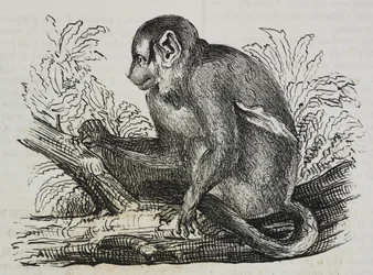 Nocna małpa douroucoulis (Aotus trivirgatus), litografia Salvatore Puglia z Poliorama Pittoresco, nr 46, 25 czerwca