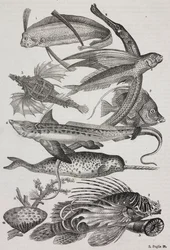 Stworzenia oceaniczne: 1 Dattiloftera, 2 Syngnathus, 3 Pegasus, 4 Trachypterus, 5 Chaetodon, 6 Królik, 7 Jednorożec (narwal), 8 Latające pteroidy, 9 Attinia