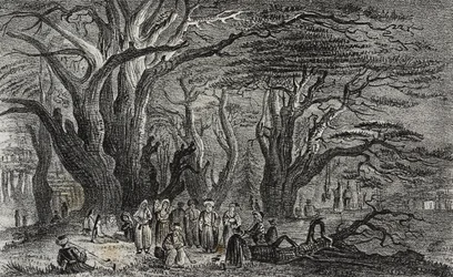 Stare cedry Libanu w Tyrze, Liban, litografia Salvatore Puglia z Poliorama Pittoresco, nr 25, 28 stycznia