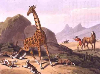 Polowanie na Cameloparda, grawerowane przez Matthew Dubourga (fl.1785-1820), wydane przez Edwarda Orme