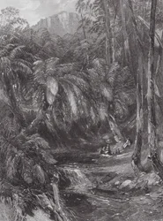 Australia: Dolina drzew paproci (rycina)