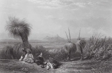 Australia: Grass Tree Plains (grawerunek)