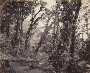 Darjeeling, Forest Scene with Creepers, com o Tukvar Roadpolish